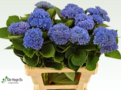 Hydrangea Revolution Blue 60cm 9-11cm Hd