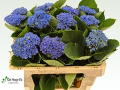 Hydrangea Revolution Blue 50cm 6-8cm Hd
