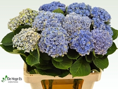 Hydrangea Revolution Blue 60cm 11-13cm Hd
