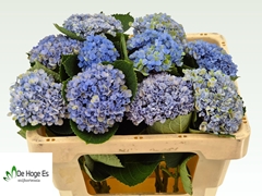Hydrangea Revolution Blue 50cm 9-11cm Hd