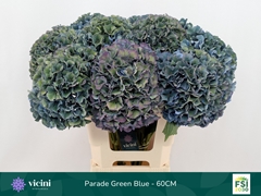 Hydrangea Royal Parade Classic 60cm 18-20cm Hd