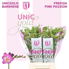 Freesia Single Pink Passion 50cm 20gr.