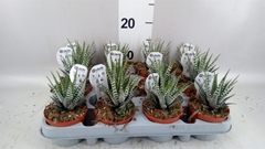 Haworthia Big Band 8Ø 14cm