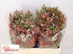 Chamelaucium My Sweet Sixteen 60cm 40gr.