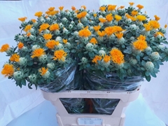 Carthamus Zanzibar 80cm