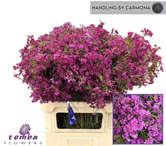 Chamelaucium Free Spirit 80cm 90gr.