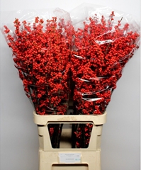 Ilex Verticillata 100cm