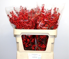 Ilex Verticillata 70cm