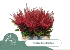 Astilbe Else Schluck 45cm