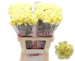 Dianthus Single Hermes 65cm
