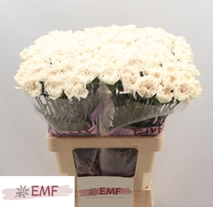 Dianthus Single Moon Golem 65cm
