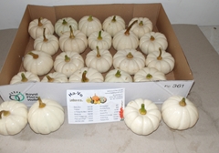Cucurbita Pepo Baby Boo 9cm