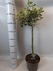 Ilex Argentea Marginata 23Ø 90cm