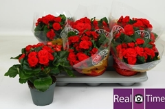 Begonia Double Baladin 14Ø 32cm