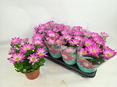 Chrysanth Rainbow Rosy 14Ø 30cm