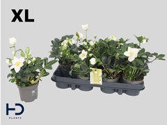 Helleborus Advent Star 9Ø 27cm