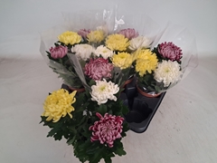 Chrysanth Mix 12Ø 25cm