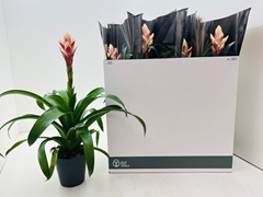 Guzmania Candy 15Ø 65cm