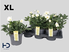 Helleborus Advent Star 17Ø 32cm