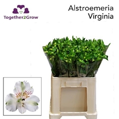Alstroemeria Virginia 65cm 30gr.