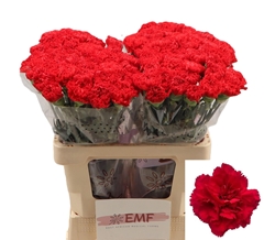 Dianthus Single Sparta+ 60cm