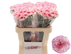 Dianthus Single Komachi 60cm