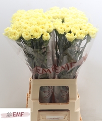 Dianthus Single Hermes 70cm