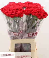 Dianthus Single Don Pedro 70cm