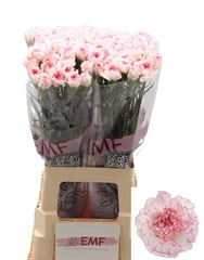 Dianthus Single Pastel Damascus 70cm