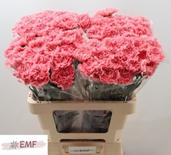 Dianthus Single Betsy 60cm
