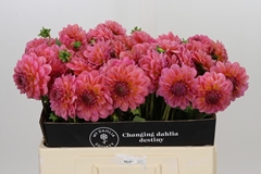 Dahlia Pink Runner 55cm