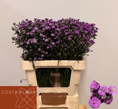 Aster Astee Mini Baby Pink 60cm 20gr.