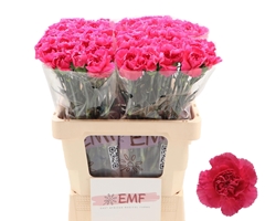 Dianthus Single Cherry Damascus+ 60cm