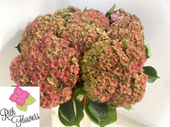 Hydrangea Royal Anastasia Classic 60cm 19-21cm Hd