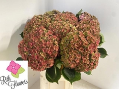 Hydrangea Royal Anastasia Classic 80cm 22-24cm Hd