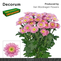 Chrysanth Spray Optimist 70cm 115gr.