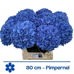 Hydrangea Pimpernel 80cm 20-22cm Hd