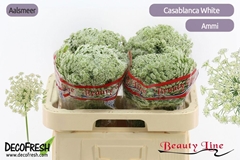Ammi Visnaga Casablanca 55cm