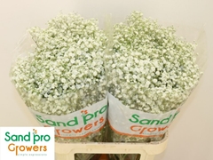 Gypsophila Paniculata Xlence 80cm 35gr.
