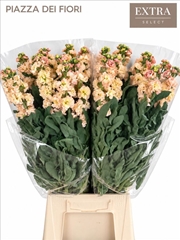 Matthiola Iron Apricot 65cm