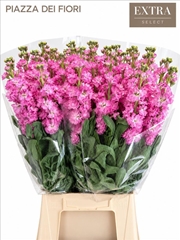 Matthiola Iron Rose 65cm