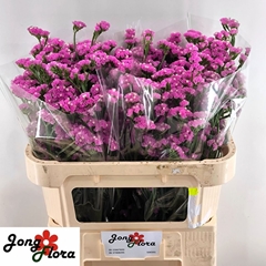 Limonium Musical Wings 70cm 30gr.
