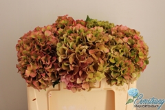 Hydrangea Glowing Alps Classic 50cm 16-18cm Hd