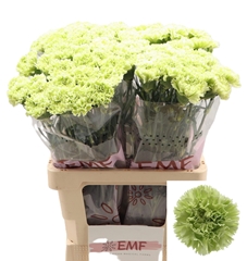 Dianthus Single Goblin 65cm