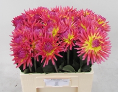 Dahlia Karma Sangria 60cm