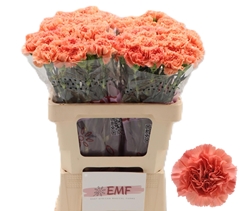 Dianthus Single Megan 60cm