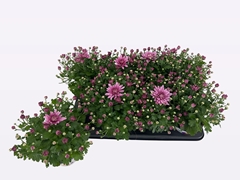 Chrysanth Homerun Pink 14Ø 24cm