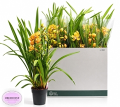 Cymbidium Mixed 14Ø 85cm 3st