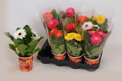 Gerbera Colourgame Mix 9Ø 25cm
