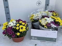 Chrysanth Mix 23Ø 27cm